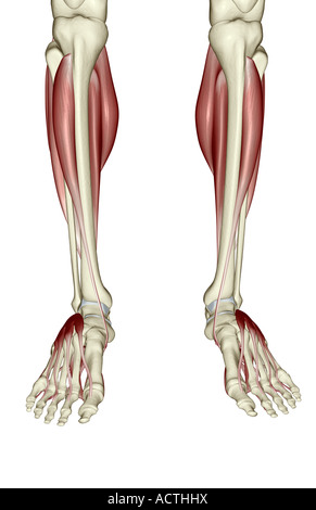 Muscles de la jambe et pied Banque D'Images