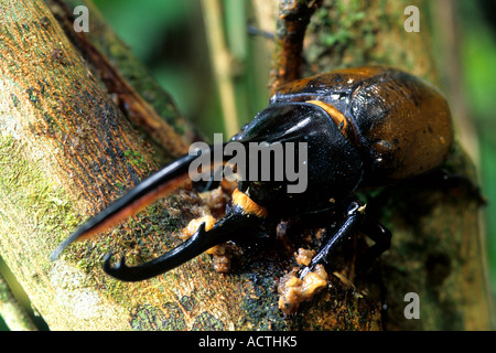 Dynastes hercules Hercules, Beetle, préserver la forêt brumeuse de Monteverde, Costa Rica Banque D'Images