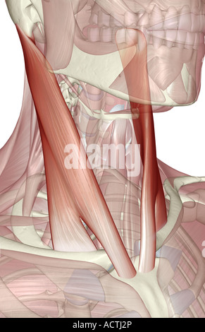 Le muscle sterno-cléido-mastoïdien Banque D'Images