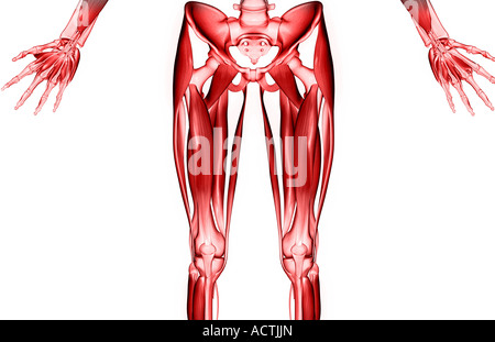 Muscles de la jambe supérieure Banque D'Images