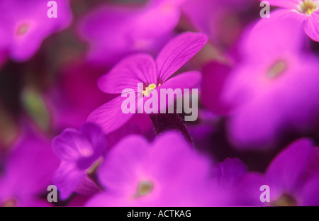 Close up de tapis de minuscules flowerheads mauve avec des étamines jaunes ou Aubretia Aubrieta deltoidea ou Aubrietia ou rock cress Banque D'Images