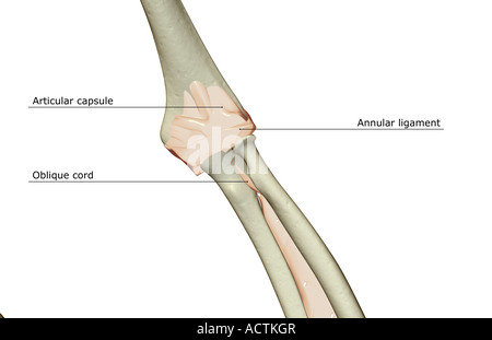 Les ligaments de l'articulation du coude Banque D'Images