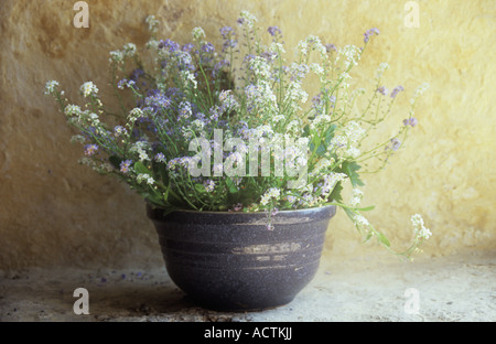 Bol bleu peu profondes sur la crème chaude à peu près rendu bas peint en bleu pâle et blanc contenant forget-me-not ou fleurs Myosotis Banque D'Images