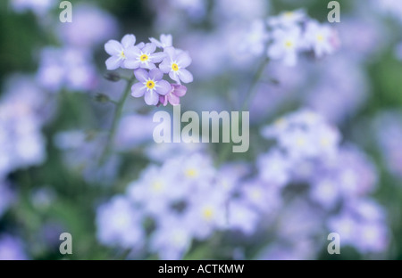 Close up de tige de la petite en bleu pâle ou lilas forget-me-not ou fleurs Myosotis avec plus ci-dessous et derrière Banque D'Images