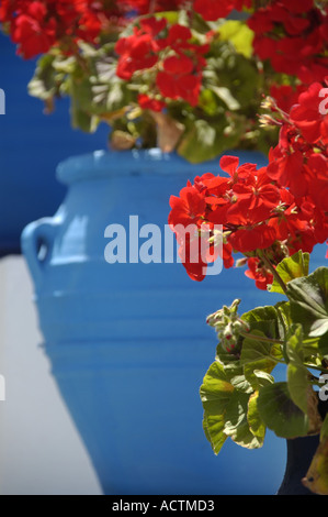 Les fleurs rouges en face de glooming pot bleu tavern Oromedon Zia île de Kos Grèce Banque D'Images