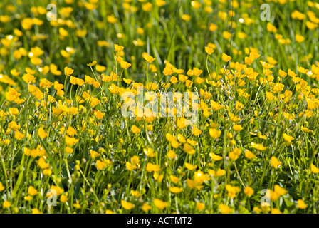 Un champ de celandines au printemps. Devon, Royaume-Uni Banque D'Images