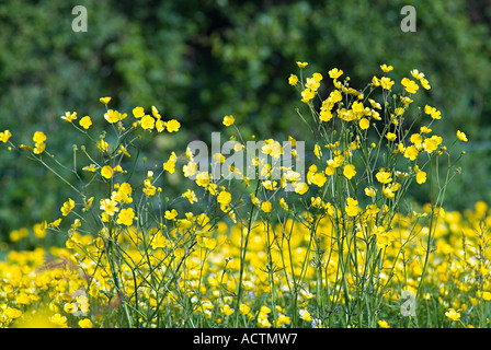 Un champ de celandines au printemps. Devon, Royaume-Uni Banque D'Images