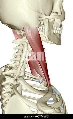 Le muscle sterno-cléido-mastoïdien Banque D'Images