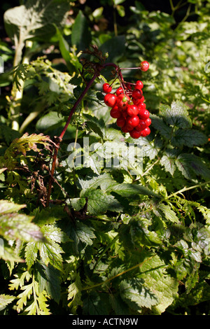 ACTAEA RUBRA. BANEBERRY. Banque D'Images