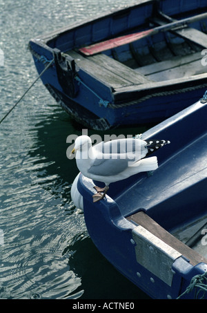 Une mouette perchée sur le bord d'un bateau à rames à Mevagissey harbour, Cornwall, Angleterre du Sud-Ouest, Royaume-Uni Banque D'Images
