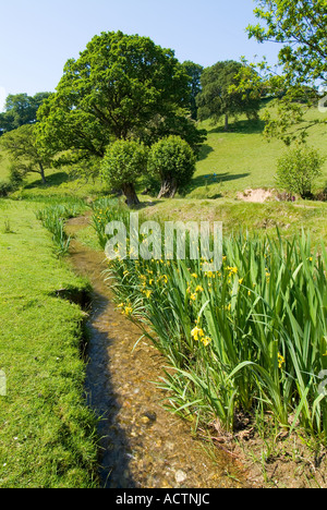 Iris jaune sauvage. Devon du Sud. ROYAUME-UNI Banque D'Images