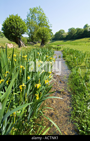 Iris jaune sauvage. Devon du Sud. ROYAUME-UNI Banque D'Images