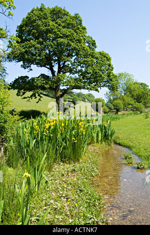 Iris jaune sauvage. Devon du Sud. ROYAUME-UNI Banque D'Images