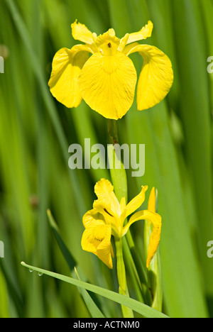 Iris de drapeau jaune sauvage en fleur. Devon du Sud. ROYAUME-UNI Banque D'Images