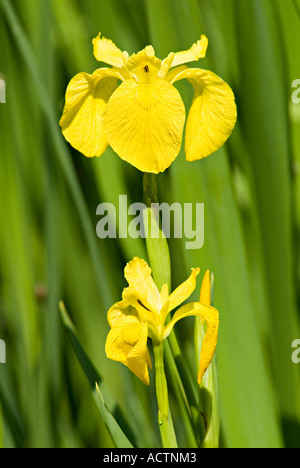 Iris jaune sauvage. Devon du Sud. ROYAUME-UNI Banque D'Images