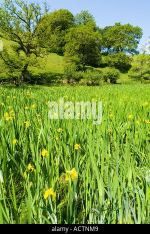 Iris jaune sauvage. Devon du Sud. ROYAUME-UNI Banque D'Images