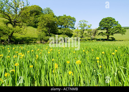 Iris jaune sauvage. Devon du Sud. ROYAUME-UNI Banque D'Images