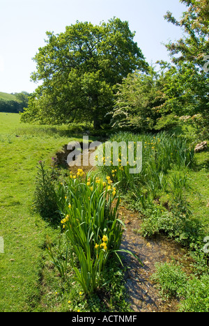 Iris jaune sauvage. Devon du Sud. ROYAUME-UNI Banque D'Images