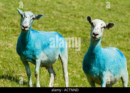 Moutons recouverts d'insecticide bleu versé pour la prévention et le traitement de la blowfly. Devon. ROYAUME-UNI Banque D'Images