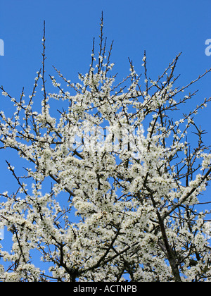 Fleurir sur un arbre Blackthorn contre un ciel bleu. Devon. ROYAUME-UNI Banque D'Images