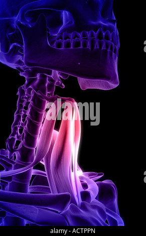 Muscles du cou Banque D'Images