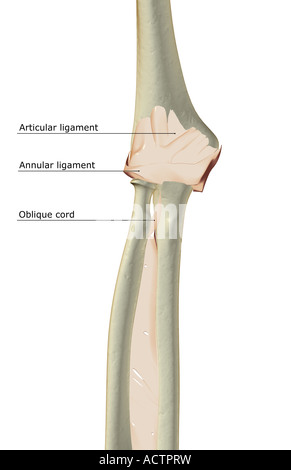 Les ligaments de l'articulation du coude Banque D'Images