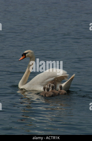 Des profils Cygne muet (Cygnus olor) Nager sur un lac d'eau douce avec ses jeunes.Avec une Cygnet l'attelage d'une ride sur sa mère en arrière. Banque D'Images