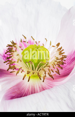 Papaver closeup Banque D'Images