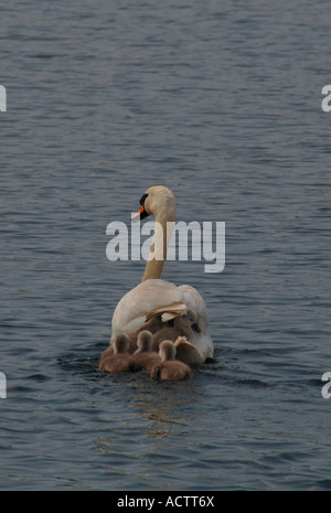 Des profils Cygne muet (Cygnus olor) Nager sur un lac d'eau douce avec ses jeunes.Avec une cygnet l'attelage d'une ride sur sa mère en arrière. Banque D'Images