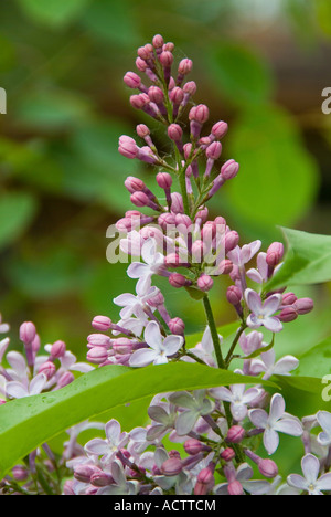 Une branche de fleurs et bourgeons rose Banque D'Images