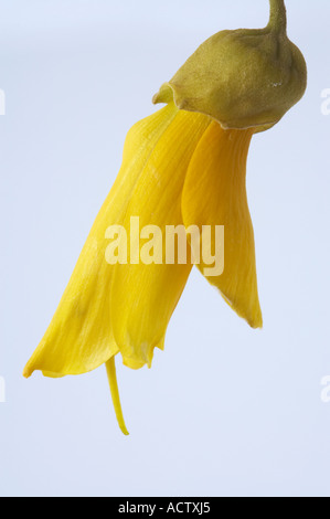 Fleurs Kowhai Sophora sp Banque D'Images