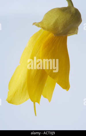 Fleurs Kowhai Sophora sp Banque D'Images
