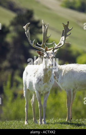 Le daim blanc près de Queenstown Otago ile sud Nouvelle Zelande Banque D'Images