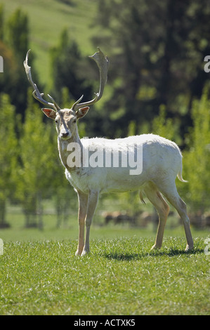 Le daim blanc près de Queenstown Otago ile sud Nouvelle Zelande Banque D'Images