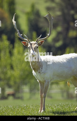 Le daim blanc près de Queenstown Otago ile sud Nouvelle Zelande Banque D'Images