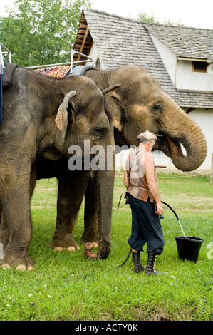 Gardien de l'éléphant d'eau de remplissage dans un seau pendant que les éléphants boivent hors de lui. Banque D'Images