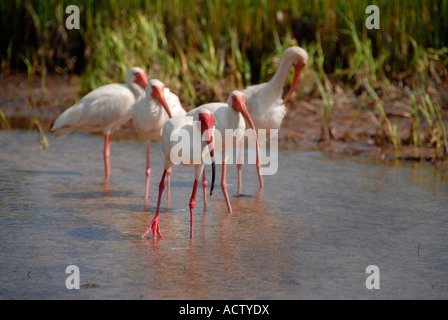 Ibis blanc Banque D'Images