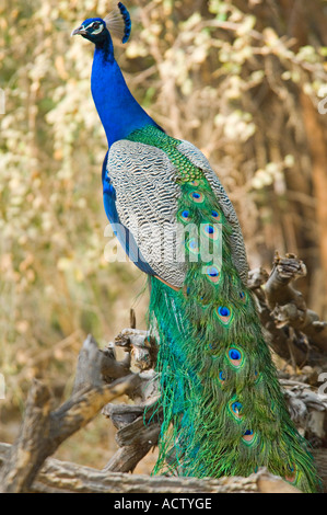 L'oiseau national de l'Inde, le paon (Pavo cristatus), perché sur une branche avec ses plumes de la queue vers le bas. Banque D'Images