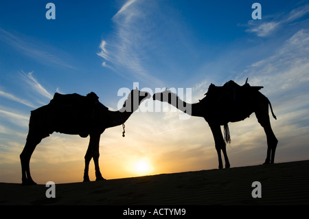 Deux Jaisalmeri chameaux (Camelus dromedarius) dans 'love' embrasser et silhouetté par le coucher de soleil dans le désert de Thar. Banque D'Images