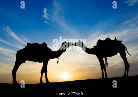 Deux Jaisalmeri chameaux (Camelus dromedarius) dans 'love' embrasser et silhouetté par le coucher de soleil dans le désert de Thar. Banque D'Images