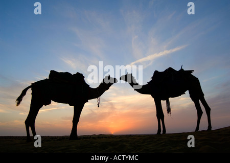 Deux Jaisalmeri chameaux (Camelus dromedarius) dans 'love' qui se profile en regardant le coucher de soleil dans le désert de Thar. Banque D'Images