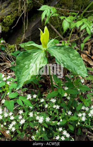 Trillium jaune fleurs dans le parc national Great Smokey Mountains, North Carolina, USA. Banque D'Images