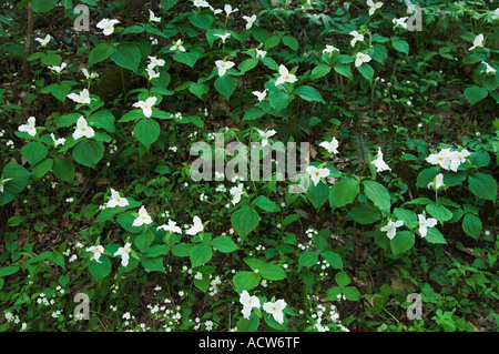Trille blanc fleurs sauvages sur le sol de la forêt dans le Great Smoky Mountain National Park North Carolina USA Banque D'Images