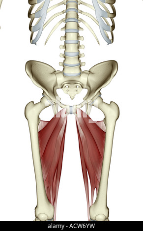 Muscles de la jambe supérieure Banque D'Images