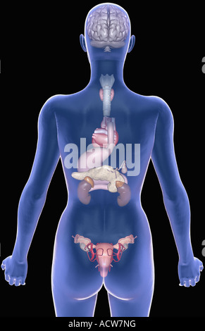 Le système endocrinien Banque D'Images