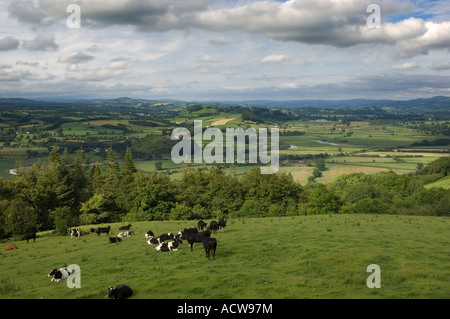 Le pâturage du bétail dans la vallée de la Tywi vu de Paxton s Tower près de Llanarthne Carmarthenshire Wales UK Banque D'Images