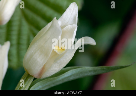 Cephalanthera damasonium Cephalanthère blanc fleur simple close up Banque D'Images