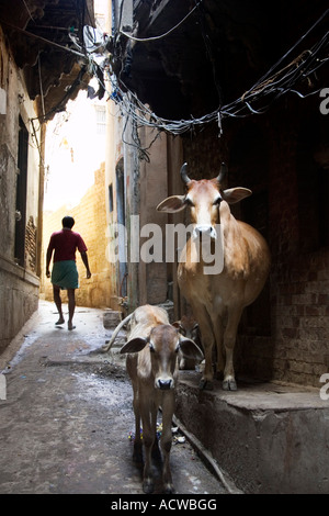 Scène sur la rue avec des vaches Varanasi Bénarès Inde Banque D'Images