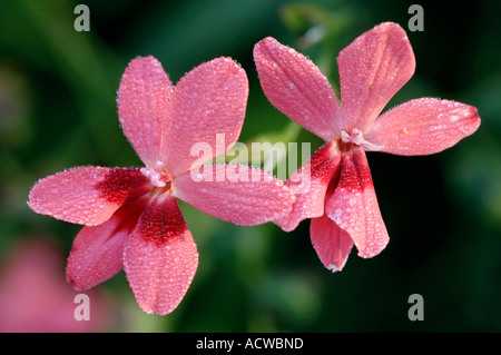 Freesia faux Banque D'Images