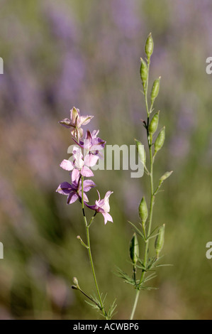 Rocket Larkspur Banque D'Images